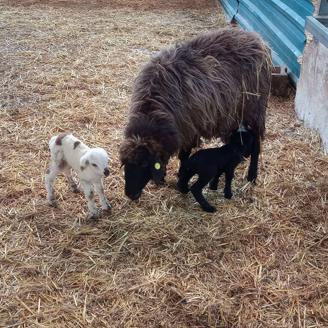 Mercado de Tacoronte