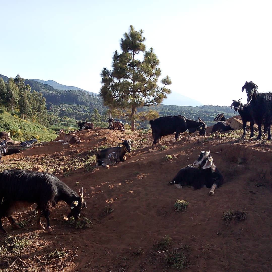 Mercado de Tacoronte